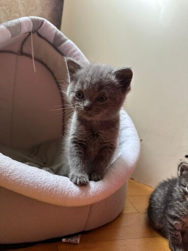 Pişiklər: Dişi, Erkək, Yaxşı əllərə, Ödənişli çatdırılma, Ünvandan götürmə, Rayonlara çatdırılma — 10