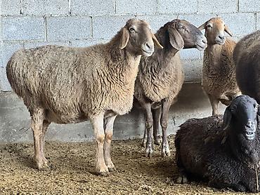 Баран, овца: Продаю | Овца (самка) | Для разведения | Матка at lalafo.kg — 1 Баран, овца: Продаю | Овца (самка) | Для разведения | Матка — 1