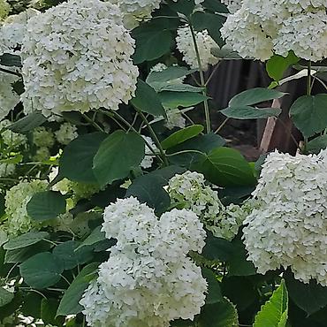 Hydrangea saplings & cuttings: Садовые цветы — 10