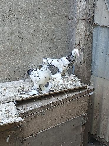 göyərcin: Ayaqları lələkli bəzək göyərçinləri. Şəkildə 2 ədəd göyərçin görünür — 1