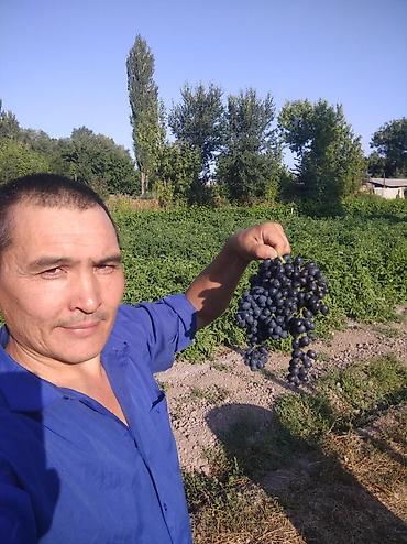 Виноград: Саженцы винограда: Ризамат. Киш-миш чёрный. Мирный. Розовый тайфи — 15