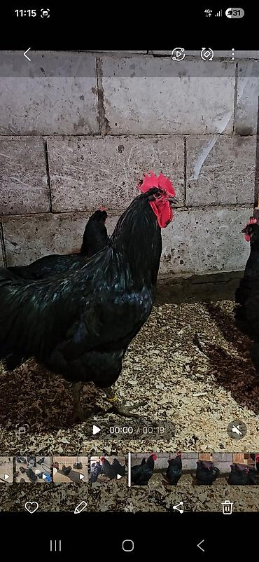 Куры, петухи: Продаю | Куры | Для разведения — 10