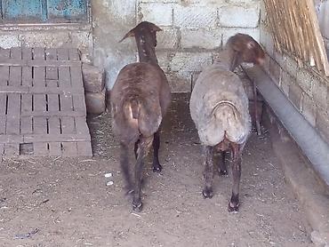 qoyun qiymetleri: 2dene qala qoyunları satılır 2 çi qarnına docaglar boğazdilar qiymət — 2