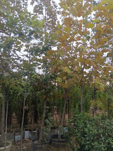 Ağaclar: Xan cinar 3metir 4 metrlik 15 azin çox alsaz mzakire olunacaq — 4