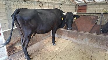 Коровы, быки: Продаю | Корова (самка) at lalafo.kg — 7 Коровы, быки: Продаю | Корова (самка) — 7