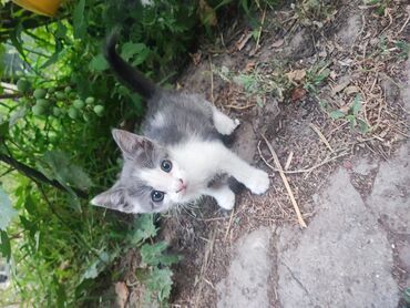 кошки крысоловы: 2 айлык, Эркек