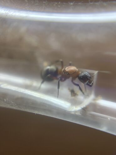 элетро муравей: Муравьи рода Raptiformica sanguinea Состав: 5 рабочих Матка +
