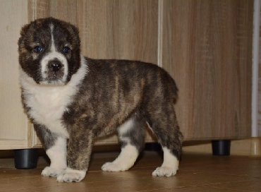 İtlər: Алабай (Alabay) Племенной питомник предлагает щенков среднеазиатской — 11