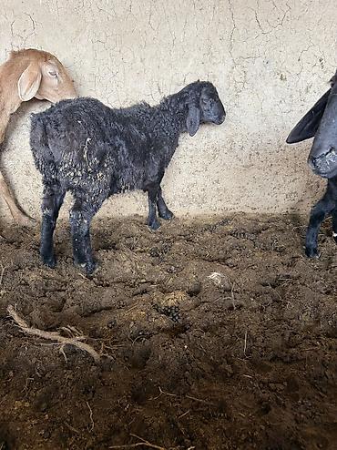 Баран, овца: Продаю | Баран (самец) — 1