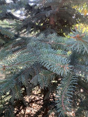 Дом и сад: Ель голубая (Picea pungens) для озеленения участка. - Вид: хвойное — 2