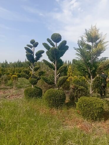 Ağaclar: Her növ ağaclar ve dekarativ ağaclar çox ucuz ve qarantili gubresiz — 26
