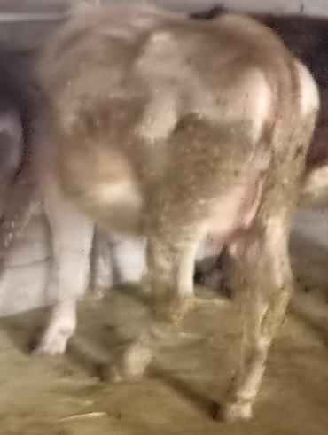 Коровы, быки: Продаю | Корова (самка) | Для молока | Привязанные at lalafo.kg — 5 Коровы, быки: Продаю | Корова (самка) | Для молока | Привязанные — 5