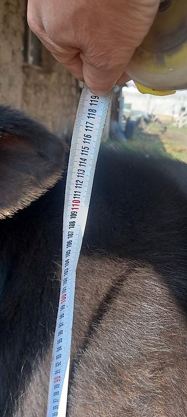 Коровы, быки: Продаю | Бык (самец) | Швицкая — 8