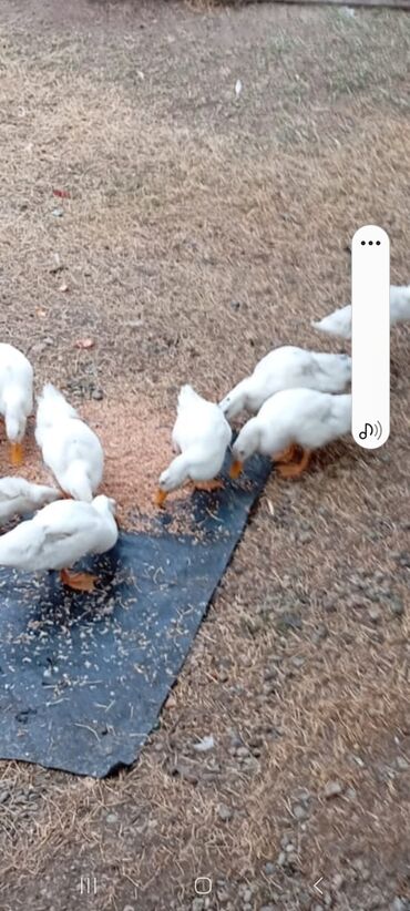 Digər quşlar: Digər quşlar