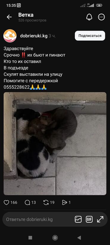 Отдам даром собаку: Собака даром: 7 месяцев, Самец — 1