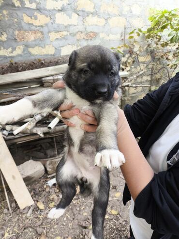 kangal balası: Kanqal, 1 ay, Erkek, Ünvandan götürmə