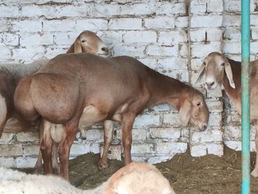 жылкы жаныбар: Продаю | Баран (самец) | Арашан | Для разведения
