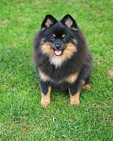 Psi: Pomeranski spic black&ten, muzjak, prelepe dlake i naravi — 11