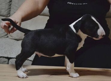 Psi: Bulterijer vrhunski štenci Odgajivačnica Maskking predstavlja vrhunske — 6