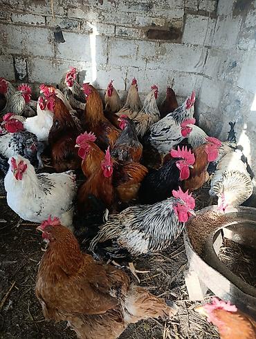 Птицы: Петухи большие — 8