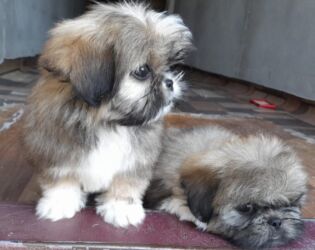 İtlər: Pekines, 1 ay, Dişi, Ödənişli çatdırılma — 8