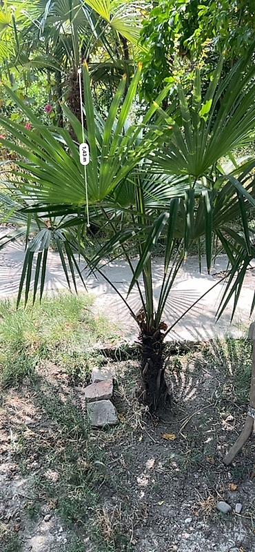 isiq generator satilir: Trachycarpus fortunei (Himalay fan xurması) – həyət, bağ və landşaft — 2