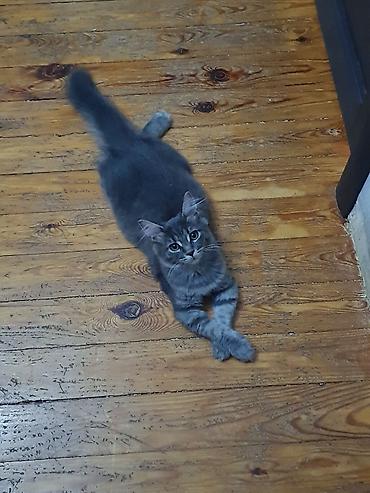 maine coon azerbaycan: МЕЙНКУН ДЕВОЧКА!!!! 2 МЕСЯЦА, ПРИУЧЕНА К ЛОТКУ,ЛАСКОВАЯ, ДОМАШНЯЯ — 3