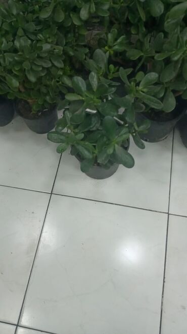 Şitillər: Gül satsi Vathcapa yazın isdediyniz gülü ünvanda catraq Otaq gülleri — 16