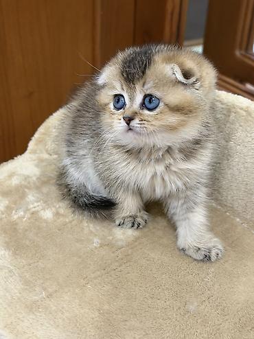 шотландская кошка шиншилла: Шотландский вислоухий котёнок золотого окраса. Шкотиш фолд — 6