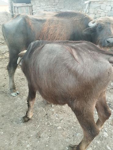 купить хомяка в баку: Məhsul: Camış və erkək bala (camış buzovu)

Təsvir:
- ikimin altı yüz — 2