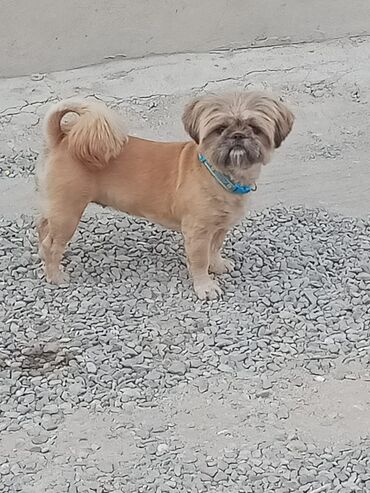 İtlər: Pekines, 2 ay, Erkek