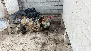 куна: Продаю | Куры | Домашняя | На забой, Для разведения, Несушки — 2