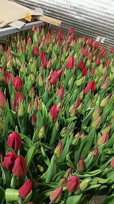Цветы и букеты: Тюльпаны от производителя - Выгонка тюльпанов в собственных теплицах at lalafo.kg — 7 Цветы и букеты: Тюльпаны от производителя - Выгонка тюльпанов в собственных теплицах — 7