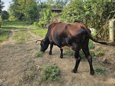 balali inekler: Dişi, il: 5, Damazlıq, Ünvandan götürmə