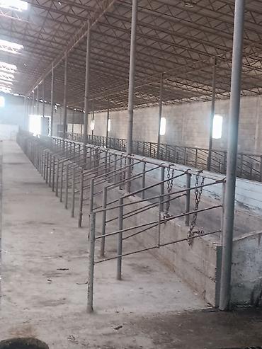 Продажа сельхоз предприятий: 1000 соток, Действующий, Частично с оборудованием, Электричество, Скважина, Холодная вода — 15