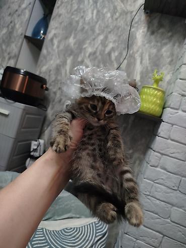 Отдам даром кошку: Кошка даром: Беспородная, Мальчик — 2
