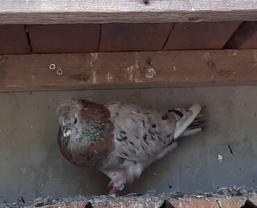 dəniz donuz: Tək və qoşa kekil ebreşter satılır 16 dene 50azn. hamsı bir satılır