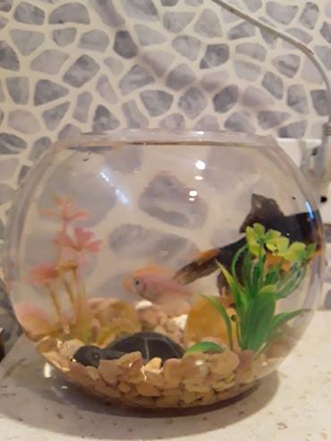 Akvariumlar: Şüşə akvarium dəsti - Dairəvi, şəffaf şüşə akvarium (balaca ölçülü — 5