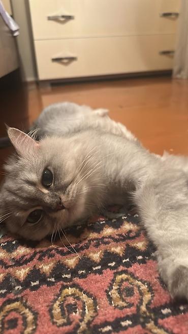 maine coon azerbaycan: Şinşilla — 2
