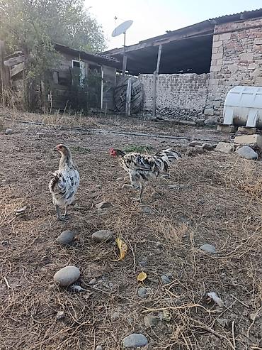 ördək balası və cücə: Məhsul: Yerli kənd toyuqları (cüt) Təsvir: - Şəkillərdə görülən 2 — 2
