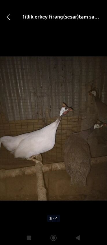 australorp yumurtasi: Toyuq, Yumurtalıq, Ünvandan götürmə, Ödənişli çatdırılma