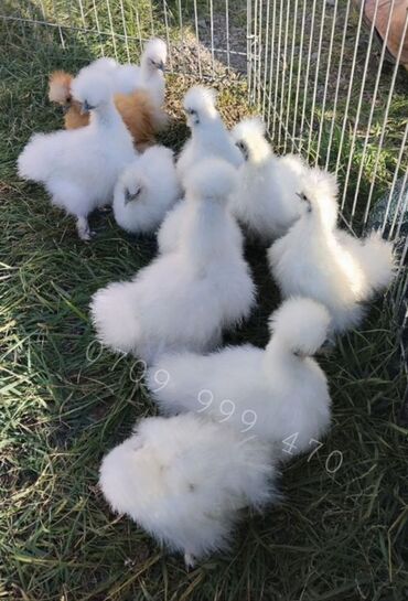 купить курицу домашнюю: Продам цыплят Китайской шелковой! Декоративные! Чёрное лечебное мясо!