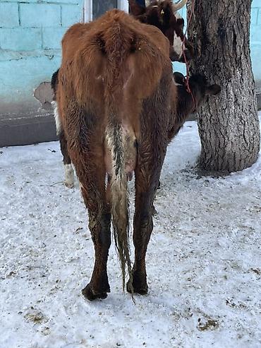 Коровы, быки: Продаю | Корова (самка) | Полукровка | Для молока | После отела at lalafo.kg — 9 Коровы, быки: Продаю | Корова (самка) | Полукровка | Для молока | После отела — 9