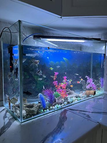 akvarium işığı: Salam. akvarium əla vəziyyətdədi 30 dan çox balıq var hamısını üstə — 1