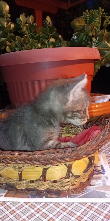 Stilske umetničke slike: Umjetničke slike – set digitalnih ilustracija - Kolekcija od tri — 4