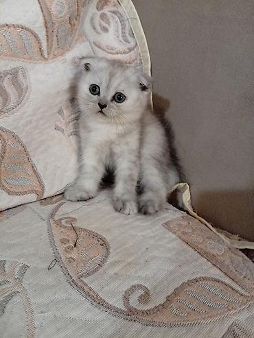 pişik geyimleri: Şotland yastı qulaq, Dişi, Yaxşı əllərə, Ünvandan götürmə — 1