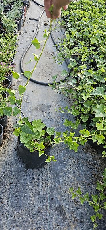 sarmaşıq: Hedera helix (Plyuş sarmaşığı) sürətlə yayılaraq səthləri bürüyən — 3