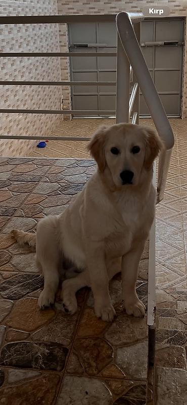 balaca itlərin qiyməti: Retriever — 2
