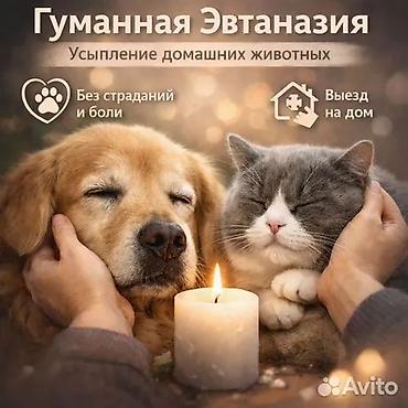Животные: Эвтаназия (усыпление. гуманно ) Собак и кошек Вывоз трупов — 1