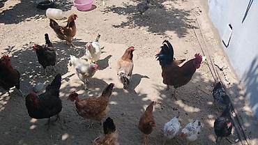beçə: Toyuq, Damazlıq — 3